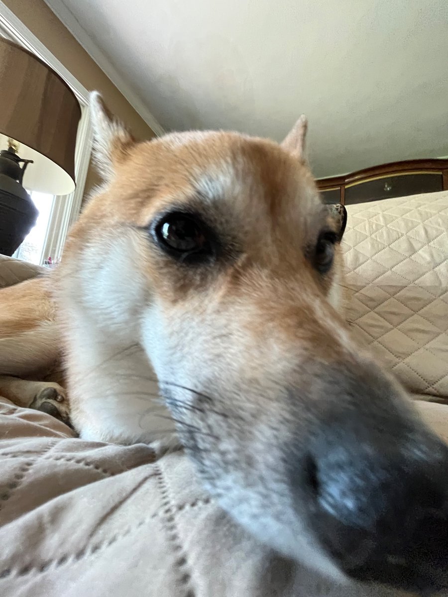 TimeYouOwe's tweet photo. poor dog https://t.co/wDiyazWV6h