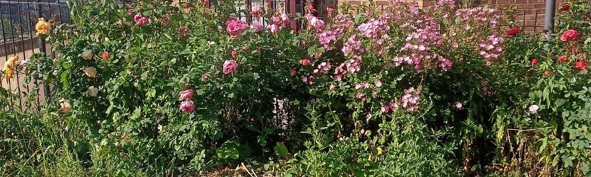 PLEASE RT. If you see this in 160-170 Uxbridge Rd #HatchEnd Long Elmes #HarrowWeald between 252-215. Please spare a little water & help #theflowerfairy Thanks you. #Harrow #flowers #guerillagardening  #flowerbombing #skipdipping I have enough flowers for two more beds any ideas!!