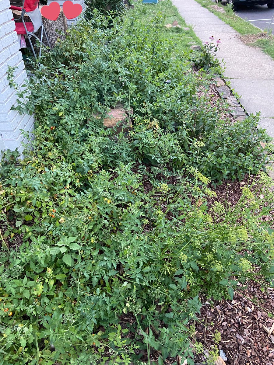 CCCannata_'s tweet photo. @HochMusic I’m in Arkansas, we have many porch tomato plants overflowing already and it’s heirloom tomato season! https://t.co/IkxrBUNTNr