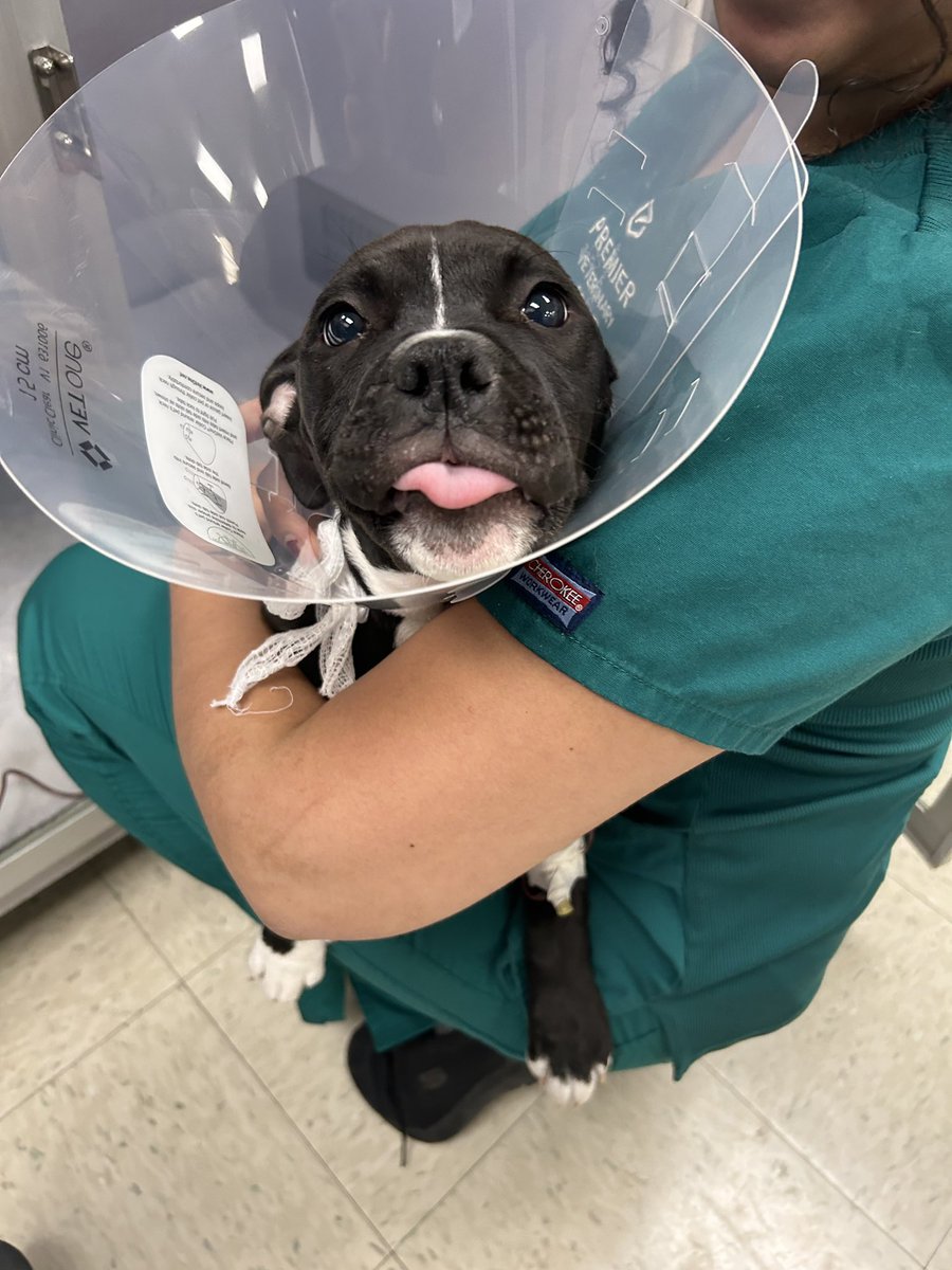 dog_rates's tweet photo. This is Lila. She ingested rat poison. It caused internal chest bleeding, which resulted in difficulty breathing. She was immediately hospitalized for treatment. She's expected to make a full recovery, but you can help her cover her vet bills below ❤️‍🩹

https://t.co/bkxMjheybO https://t.co/ZxOFxZ4ovB