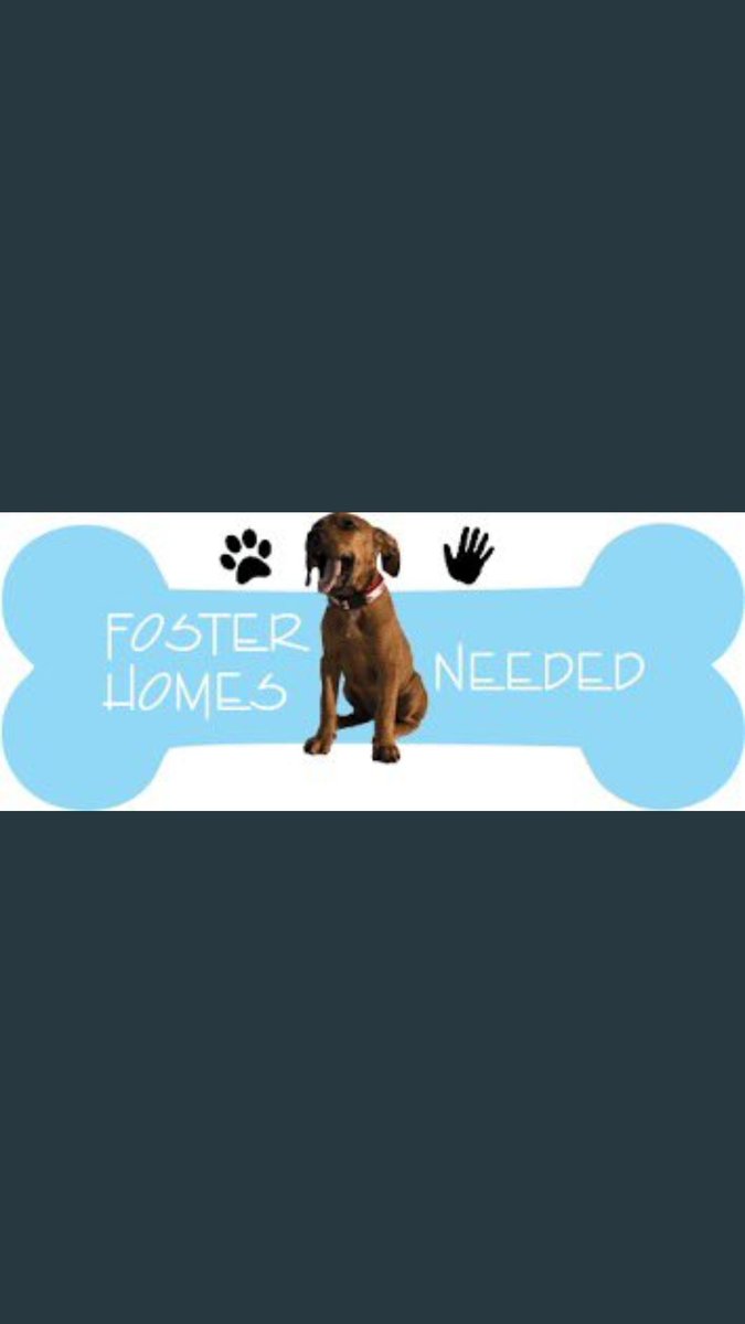 @TAnimalPledges These pups need all on board to share
for #FOSTER PLEASE INNOCENT SOULS🙄🆘️KILL COMMANDS ARE A MUST🎯 -LONGEST LISTED=🎯
LOW PLEDGERS=🎯
LOW INTEREST, NOT SHARED=🎯
ALL ANIMAL LOVERS,TWITTER😇
THE VILLAGE PLEASE SHARE URGENT
FOLLOW @NMBewitched @ckarr2 
@notthesameone2 for🐶💉