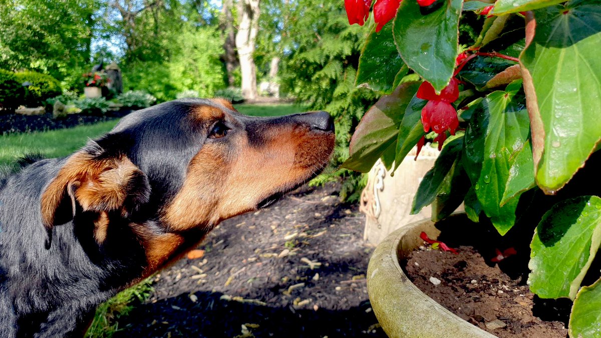 This summer give your pup a taste of heaven ❤️#doggydaycarelife #doggrooming #doglodging #dogboarding #dogsofinstagram #dogsofigworld #dogslife #petcareservices #petcareprovider