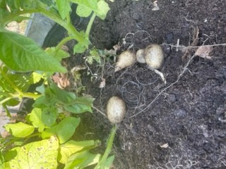 St Mary and St Michael Primary School tweet media