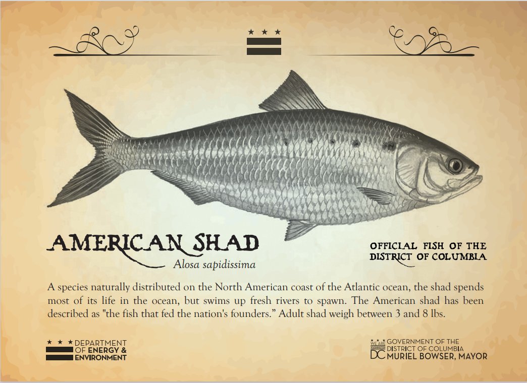 LWV District of Columbia on X: DC State symbol #2: The American Shad.  Described as the fish that fed the nation's founders, it migrates from  the sea into DC rivers every year.