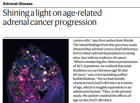 AOP #ResearchHighlight: a new study investigates age-related #adrenal cancer progression (£) go.nature.com/3NxNgjb 
 <a href="/huntsmancancer/">Huntsman Cancer Institute</a> @katejbasham <a href="/katewarde/">Kate Warde, PhD</a> <a href="/LorenzoJSmith/">Lorenzo Smith</a> <a href="/lupitacahz/">Guadalupe Castañeda-Hernandez</a>