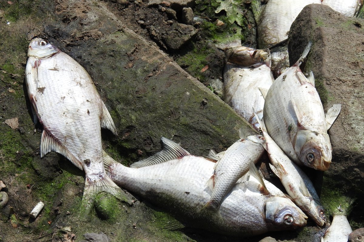 Hines1Peter's tweet photo. Countless thousands of dead fish, mostly Bream (?) by the looks of it, lining both sides of the Manchester Ship Canal at Barton Embankment and Langland Drive https://t.co/6UX33U0ZLF