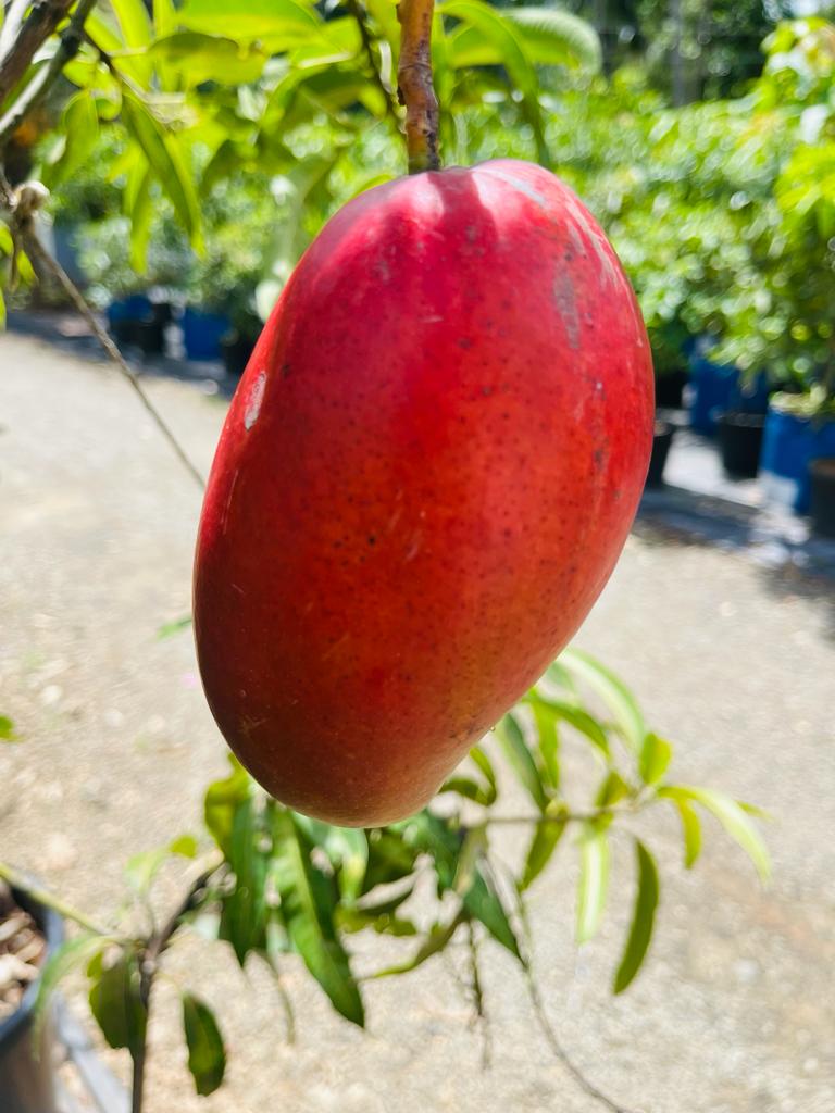A Kerala farmer has grown this mango variety by name #Irwin. 
@xpresskerala 
@KeralaBlasters 
@KeralaTourism 
@CMOKerala 
@TheKeralaPolice 
@News18Kerala 
@CPIMKerala 
@KeralaGovernor 
@INCKerala 
@BJP4Keralam