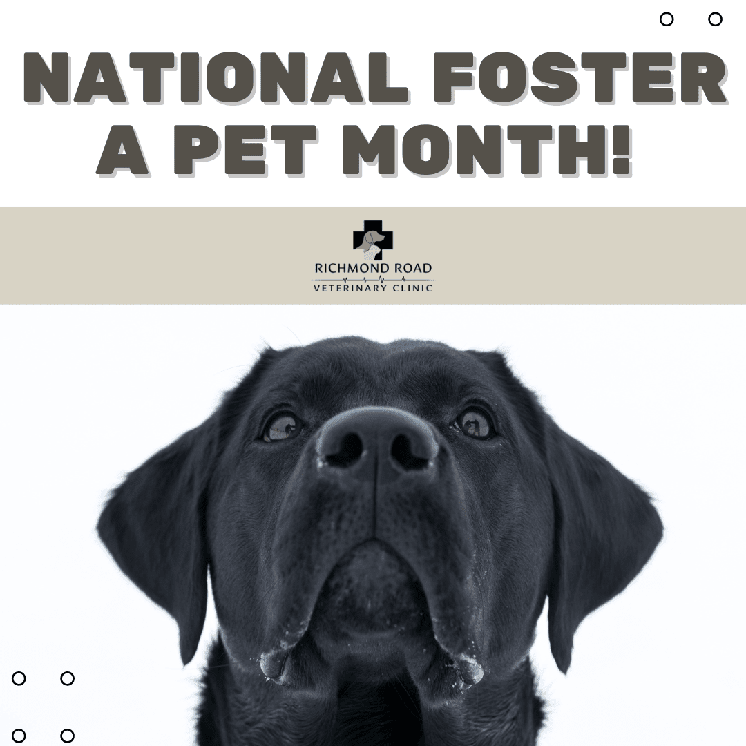 RichmondRoadVet's tweet photo. Help a furry friend in need by opening your home and heart to them π πΎ
.
.
.
Foster a pet: https://t.co/iZtcqzJw9Q
.
.
.
#richmondroad #vet #vetclinic #kentucky #NationalFosterAPetMonth #FosterPets #RescueDogs #RescueCats #PetLoversUnite #FosterAFriend https://t.co/LvfSZolutA