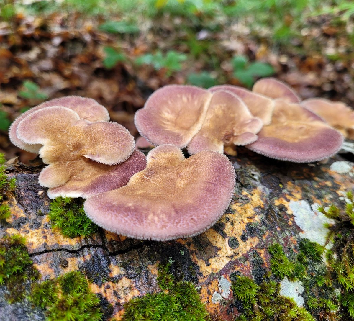 Panus neostrigosus. 

🚫Not edible🚫

#fungi #mushrooms  #nature #NaturePhotography
#mycology
#mushroomtwitter