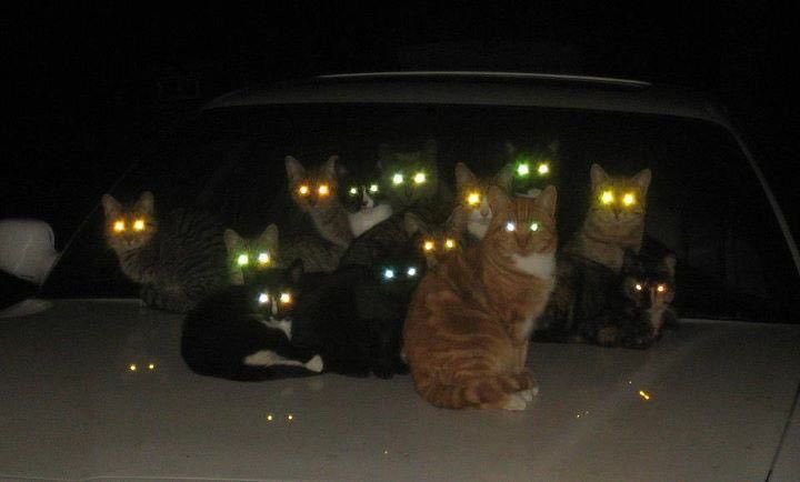 Cursed Images tweet media