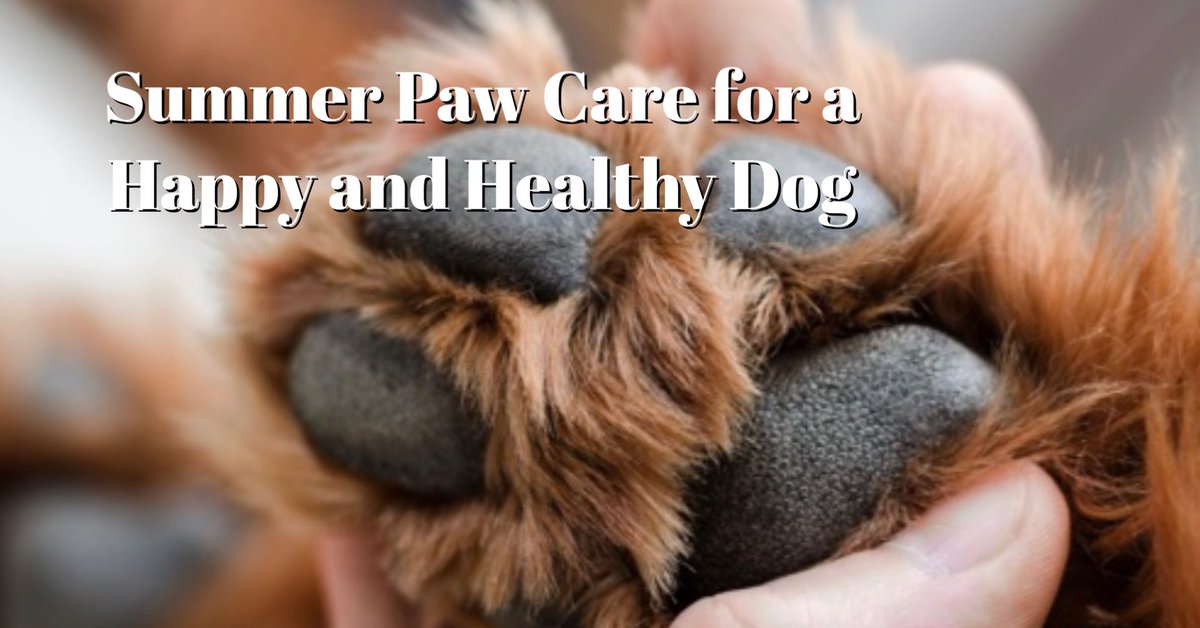 Your dog’s paws are crucial because they provide him with the support and balance he needs to move around. 

sclunanera.law.blog/2023/06/16/sum…
#twitter #caucasianshepherd #dog #summer #paws #sclunanera