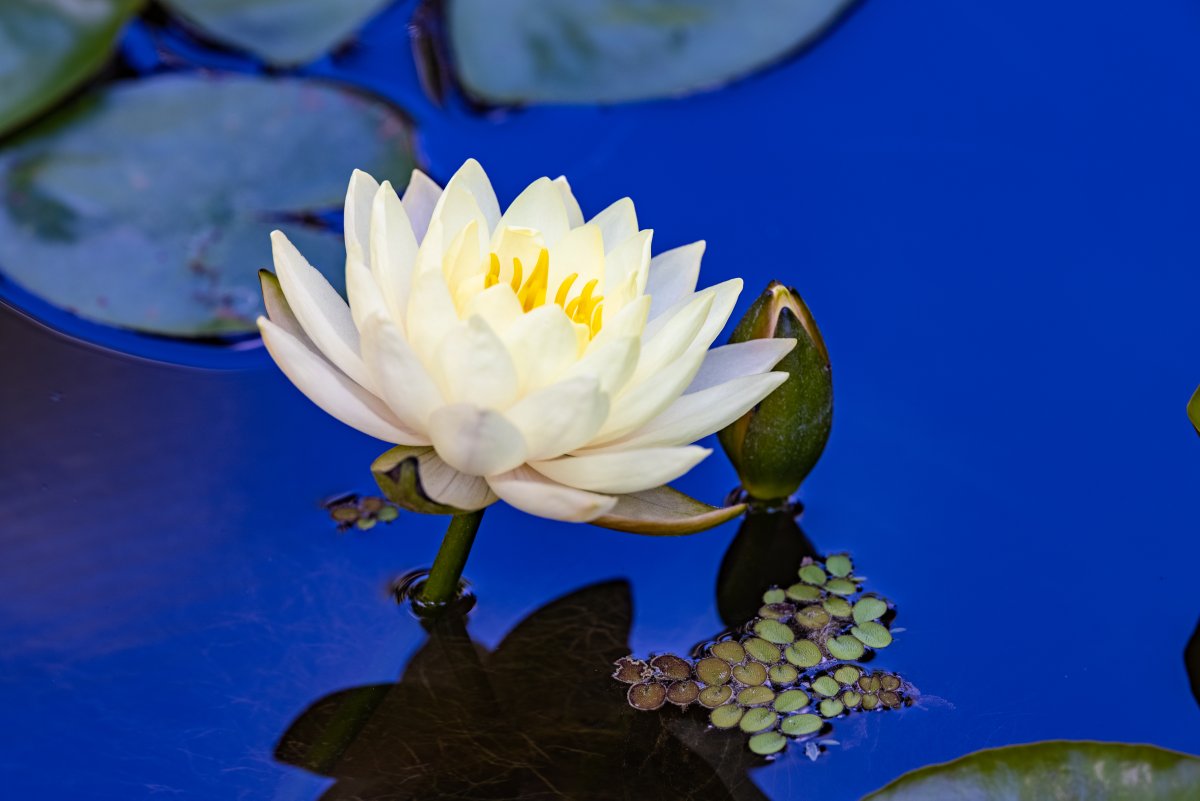 garden_mckee's tweet photo. DON’T MISS IT! The 18th Annual Waterlily Celebration is tomorrow, Saturday, June 17 from 8:30 am – 2 pm.  Admission:  $15 Adults, $13 Seniors (65+)/Youth (13-17), $10 Children (2-12). McKee members and children under 2 free.  350 US Highway 1, Vero Beach, FL  32962 | 772.794.0601 https://t.co/VUITRcnHz8