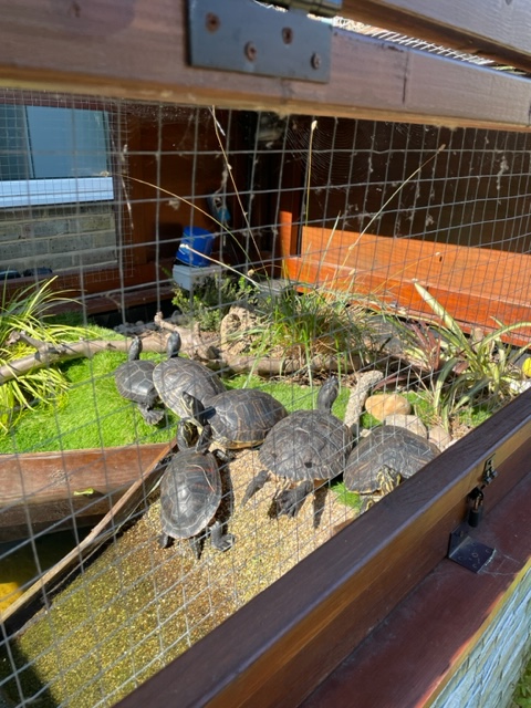 St Mary and St Michael Primary School tweet media