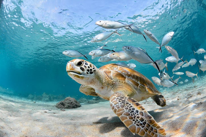 Today, June 16, is the world sea turtle day!! 

Did you know that sea turtles have been around for more than 100 million years?? 

They have survived through the extinction of dinosaurs and continue to grace our oceans today.🌊

🧵🧵

#GreenWorld #GWDToken #WorldTurtleDay