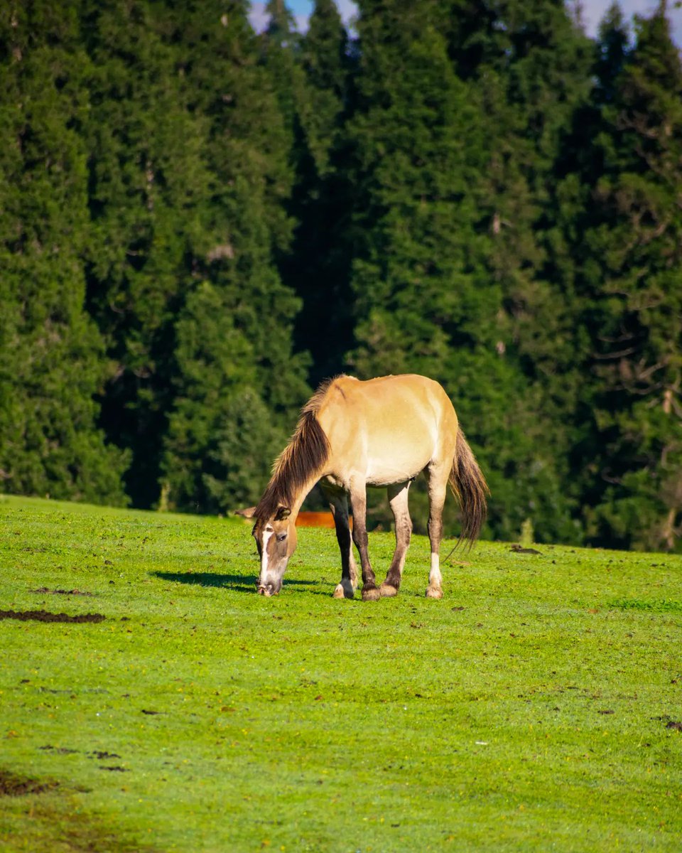 ariftheblogger's tweet photo. The horse is in paradise meadow

Visit|| Chiranbal kulgam

@DrBilalbhatIAS 
@jktdcofficial
#beautyofkulgam
#explorekulgam 
#jktourism https://t.co/KXXEm2NK5i