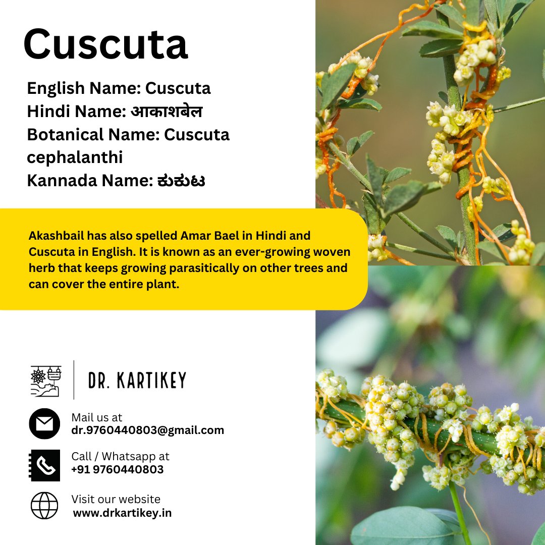 Cuscuta

#drkartikeytyagi #cuscuta
#benefits #haridwar #dehradun #food #everydaynutrition #bloating #antiinflammatorydiet #plantfoods #ayurvedalifestyle #ayurveda #healthylifestyl #drkartikeytyagi #bupleurum #benefits #haridwar #dehradun #food #everydaynutrition #bloating