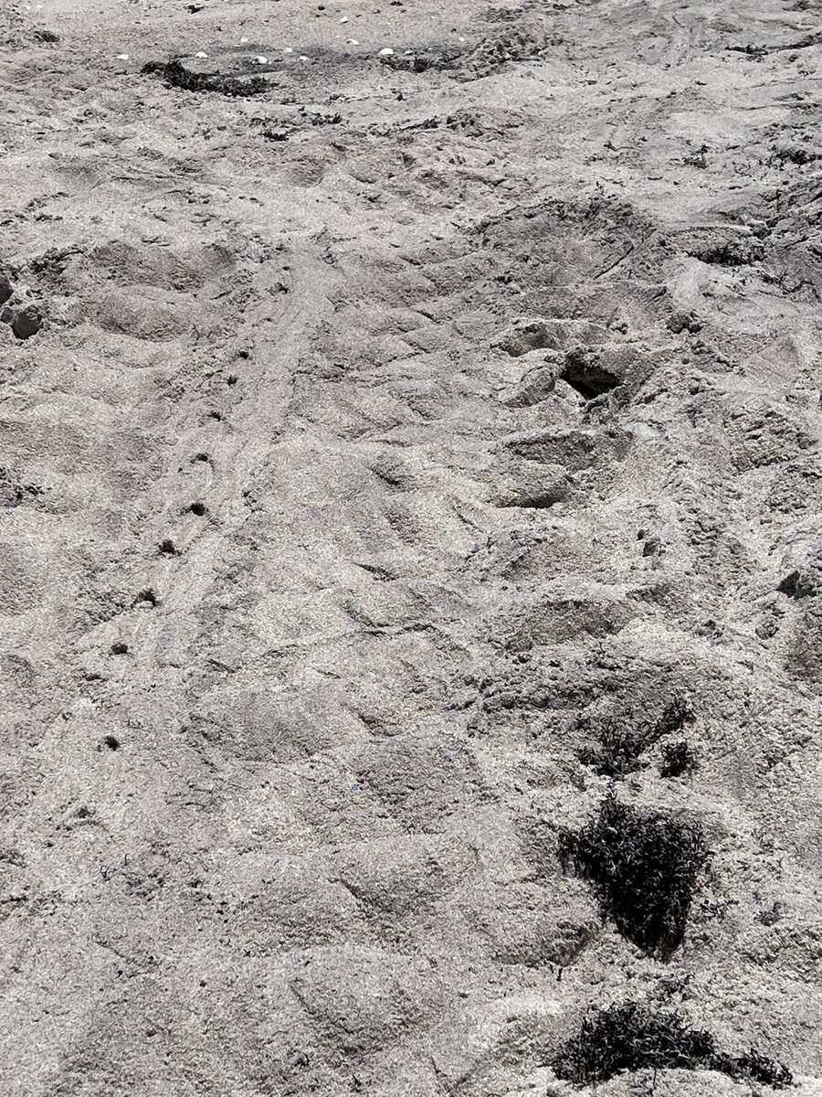 TanasTim's tweet image. Just returned from our 50th anniversary get away.  We had a bungalow on the beach.  Sea Turtles were nesting at night.  We saw their tracks from the ocean to the beach where they would lay their eggs.  Great getaway!!!