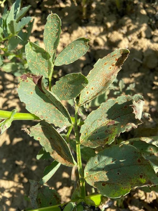 #Rust breaking out at #PGRO bean trials this week. Syngenta research suggests new application techniques to optimise performance of #ElatusEra and #Amistar this season. 🌱🤔

Read more: syngenta.co.uk/application-ta…

#Rust #ElatusEra #Amistar #BeanDisease #PGRO