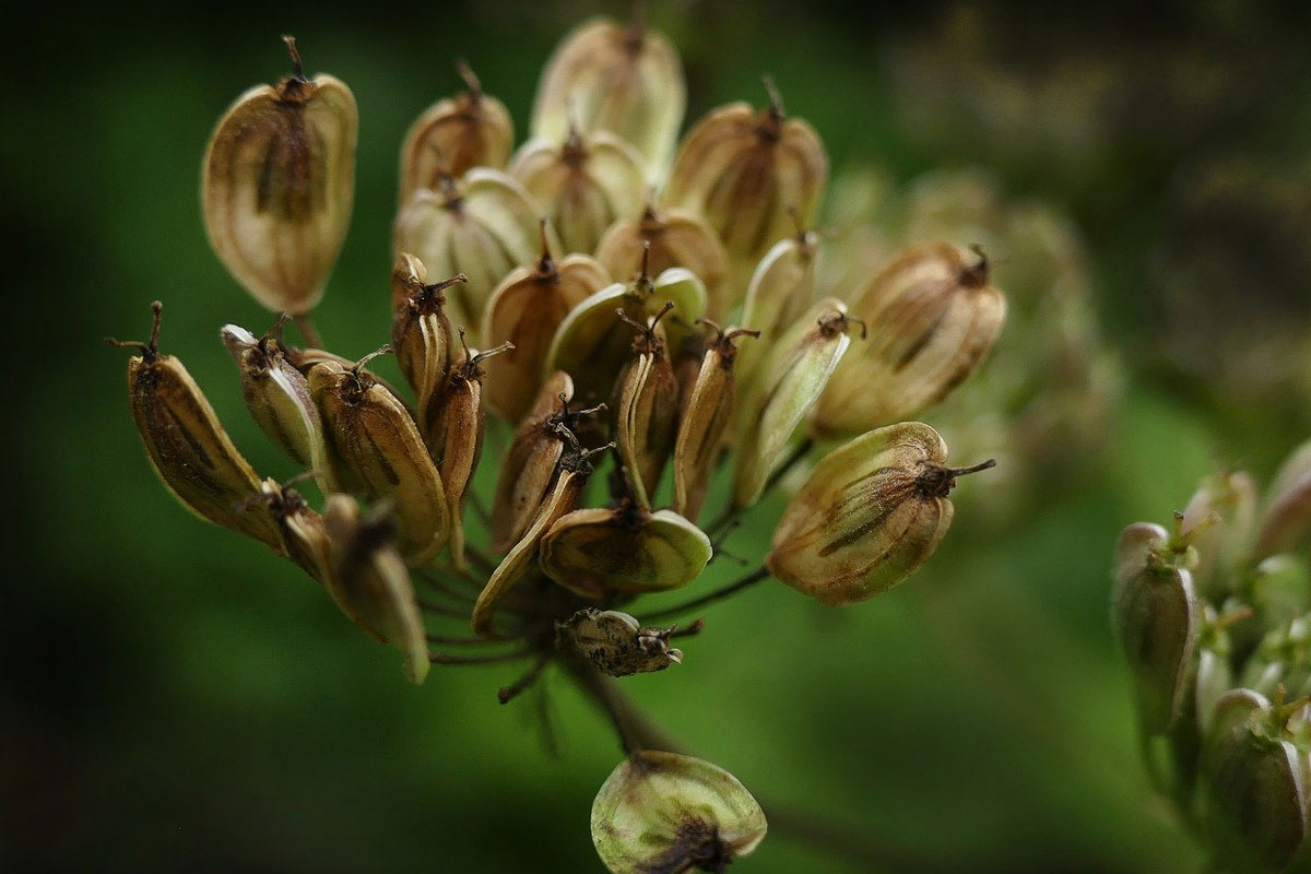 EssentialOilDad's tweet photo. Anise vs. Anise Hyssop: What’s the Difference? #Botanical #HerbTalk #anise #anisehyssop #herbalapplications  https://t.co/dgfaqub6wE https://t.co/ye71uKKhRV