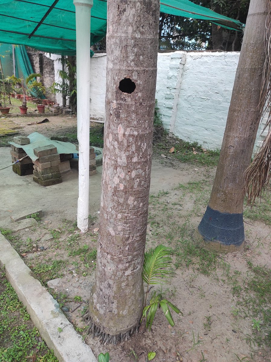 EarthJunction's tweet photo. Archontophoenix Alexandrae, the older plant is no more so the birds have been trying to make a nest. But does it grow a clump? How odd are these for a palm like Archontophoenix Alexandrae?
@palmscycads @IPS_PalmSociety https://t.co/rjGTkWThtJ
