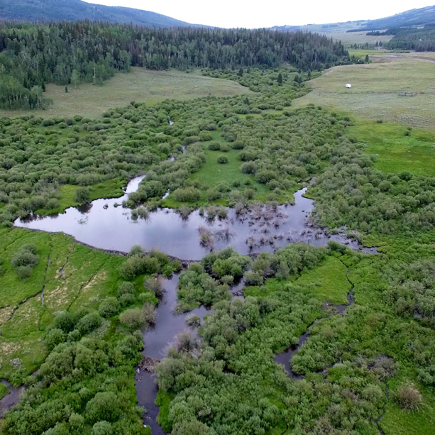 A single beaver pond holds an estimated 1.1 million gallons of water and recharges underlying aquifers with an even greater amount of water. Upon European arrival to North America, as many as 65 million beaver dams strung together waterways and hydrated landscapes.