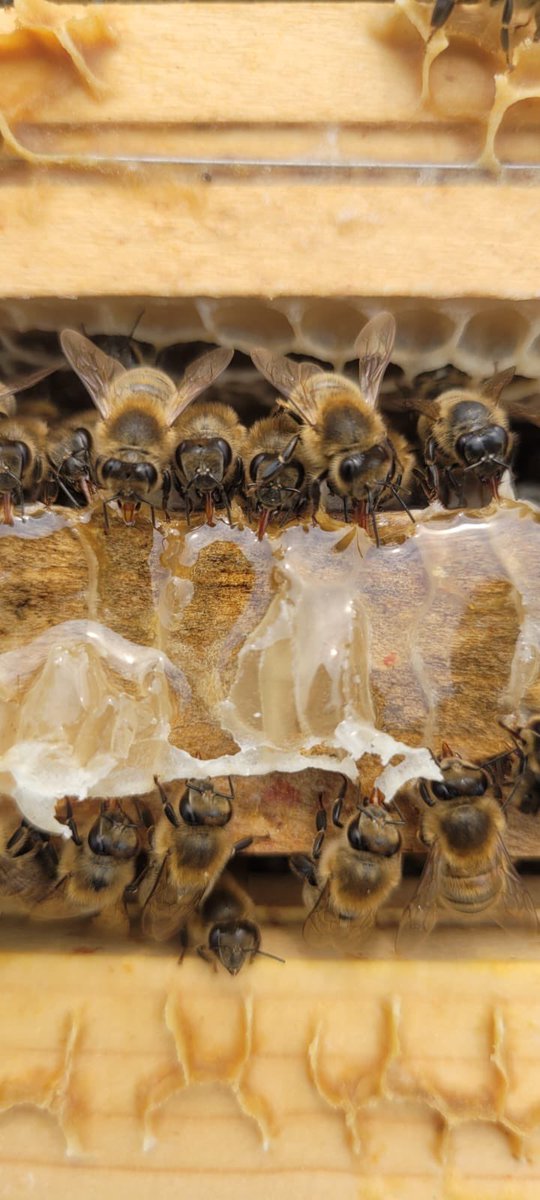 B_J_Sherriff's tweet photo. Ladies that do lunch! ππππππ
@B_J_Sherriff @ArtisanHoneyCo @BeeCraftMag @nthnbeebooks
#honeybees #bees #livebees #lovebees #honey #cornishhoney #cornishbees https://t.co/vDNMpZqx7v