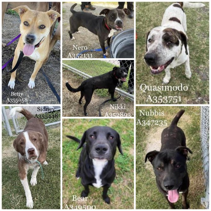 👋GOODBYE TO THESE 5 WONDERFUL DOGS
They Will Be Executed In 3 Hours ‼️ Due To Very
Low #Pledges We Keep Trying To Save 🛟 
These Pups And We Rely So Much On The Support Of #TwitterFamily For Life Saving  #Pledges Pls Help If You Can😪
BETTY NUBBIS QUASIMODO NERO NIKKI😭
INFO⬇️