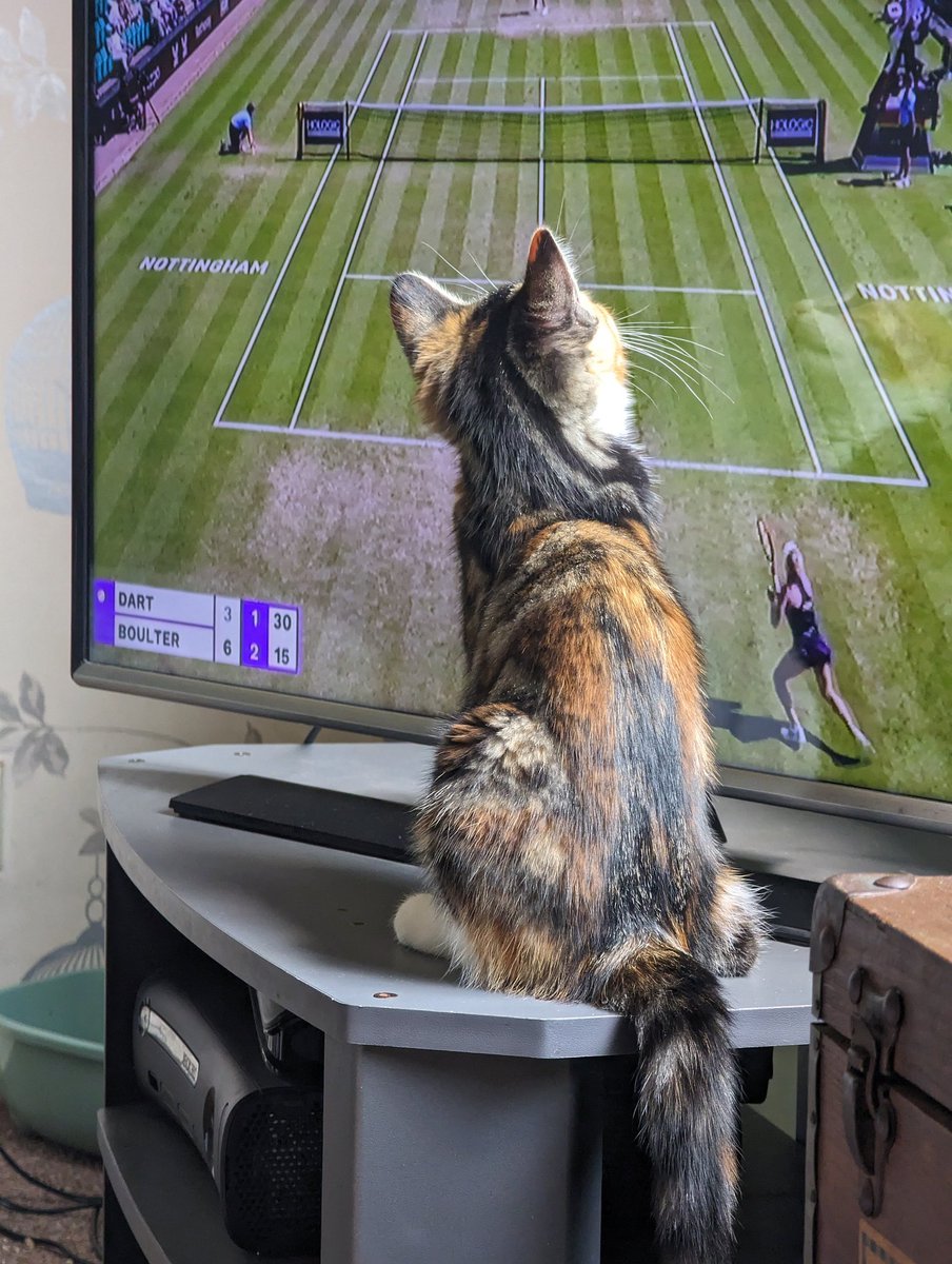 And in real life tv, Mouse is once again fascinated by the tennis 😍
#Nottingham #RothesayOpen #Boulter #Dart #tennis