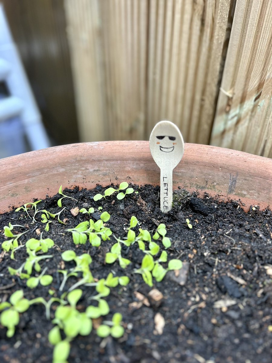 Dr Vittoria Vecchiato (@vittoria_vecch) on Twitter photo 🌱🪴Had a fantastic morning at Cavendish Living Lab, getting hands-on with assembling a planter and starting a herb garden journey! Excited to cultivate lettuce, thyme and chamomile on Cavendish campus <a href="/pooja_basnett/">Dr. Pooja Basnett</a> <a href="/CavendishLab/">Cavendish Living Lab</a> #SustainableFuture 🌱🪴Had a fantastic morning at Cavendish Living Lab, getting hands-on with assembling a planter and starting a herb garden journey! Excited to cultivate lettuce, thyme and chamomile on Cavendish campus <a href="/pooja_basnett/">Dr. Pooja Basnett</a> <a href="/CavendishLab/">Cavendish Living Lab</a> #SustainableFuture