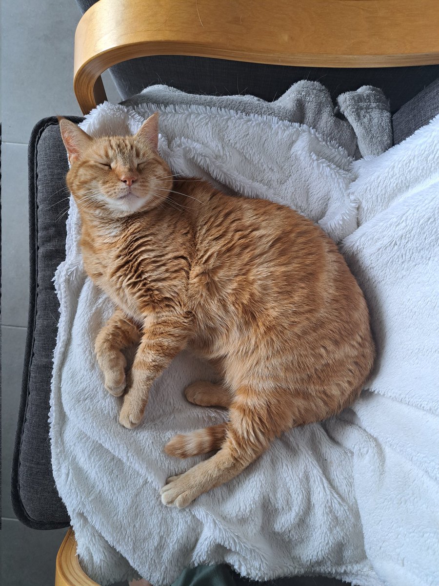 Marie_Pims's tweet photo. @animavieasso Ceci est une patate rousse 😻 https://t.co/XN0iSuRVrf