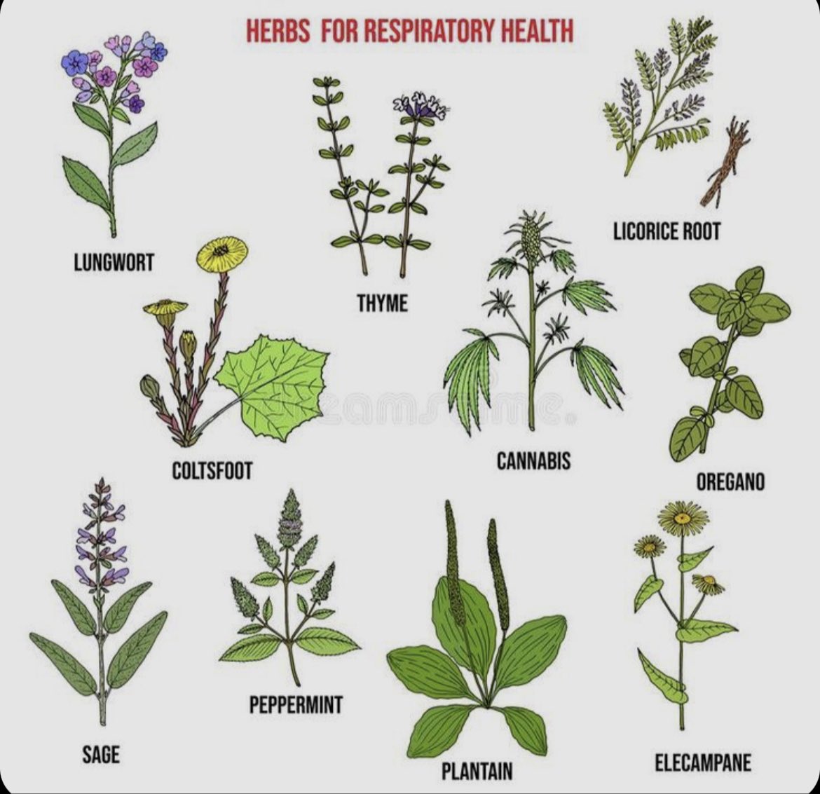 #floralfridayherbsandplants #floralfriday #herbsandplants #respiratoryhealth #herbsforrespiratoryhealth #witch #witchy #witchyvibes #witchesoftwitter #solitarywitch #sorcerersstoners