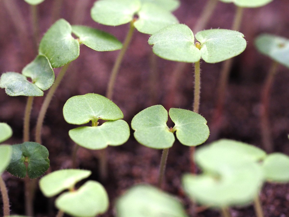 SEZONAS DĀRZNIEKS/-CE  botanika.lu.lv/par-mums/zinas…