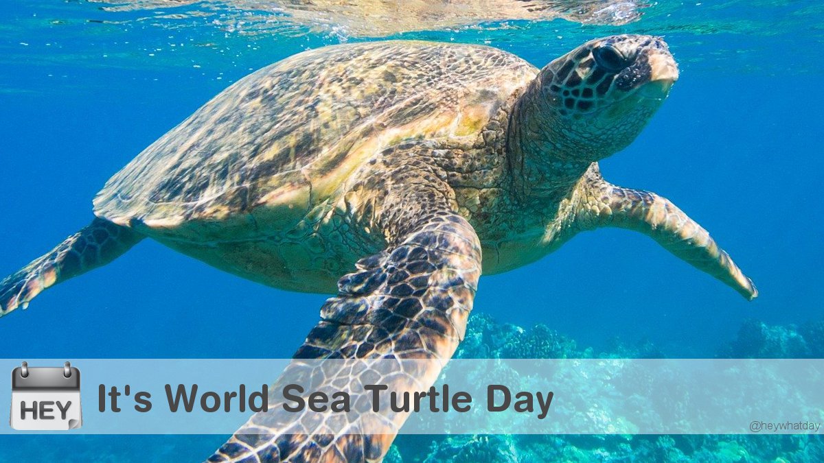 It's World Sea Turtle Day! 
#WorldSeaTurtleDay #Endangered #SeaTurtleDay