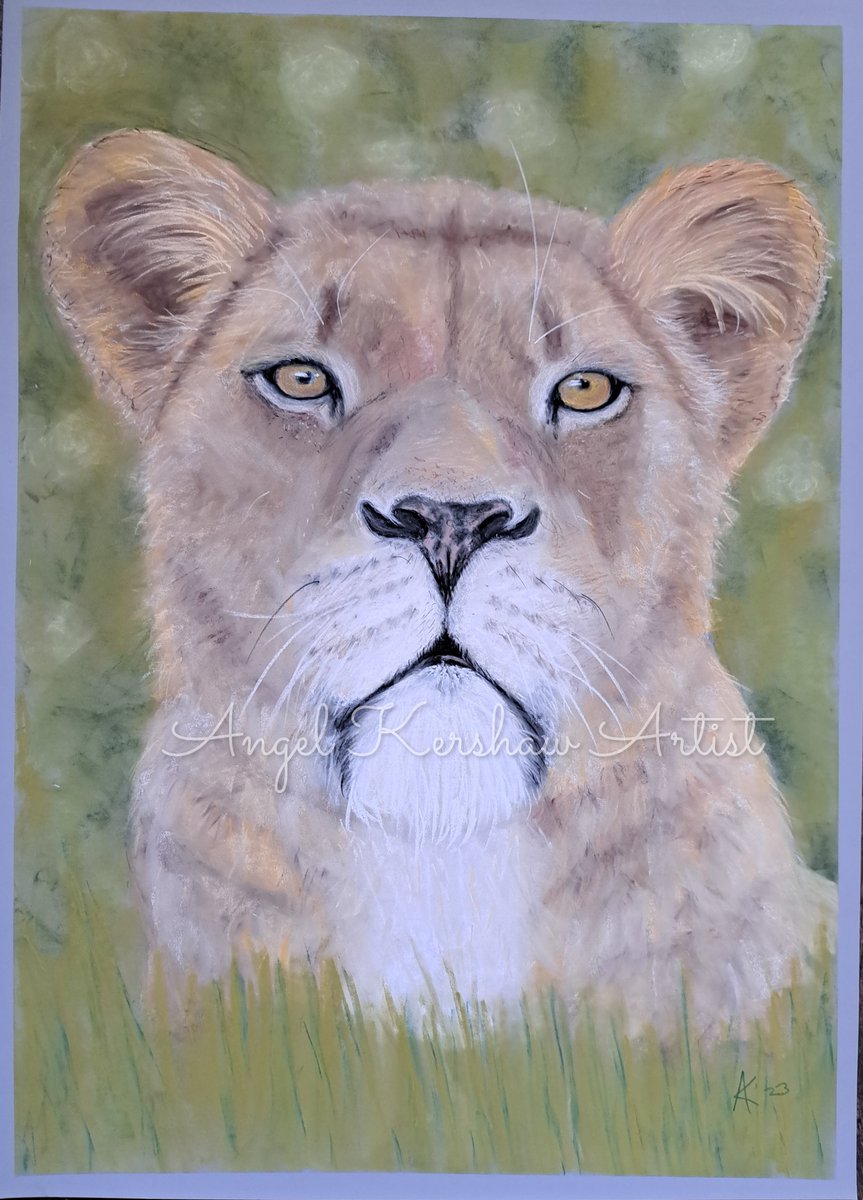 My latest work:Lion Queen. Pastel on pastelmat 50cm x 70cm (20 x 28'). The lioness is a powerful symbol of feminine strength combined with softness. A protective mother, a playful pride member- but don't mess with Queen Lion! #stoptrophyhunting #wildlife #pastelart #respectnature