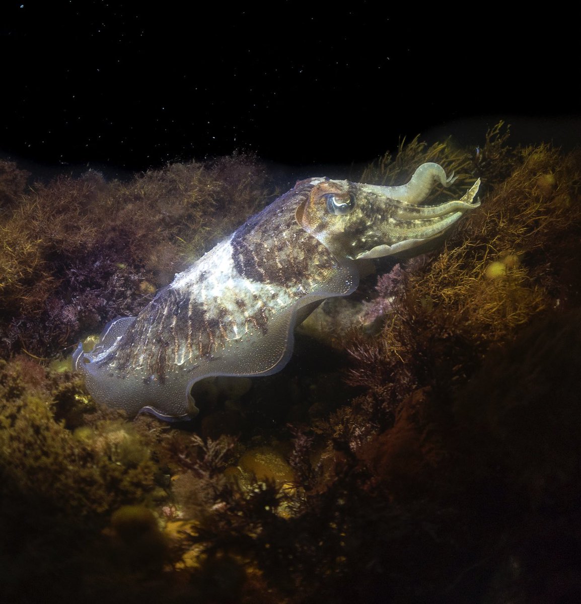 Common #cuttlefish on the chalk reefs of the Isle of Wight last night! Cuttlefish are a common sight in our nocturnal seas, using a complex #cephalopod intelligence and remarkable cryptic abilities to hunt down prey! #marinebiodiversity #wildlifephotography @BBCSpringwatch