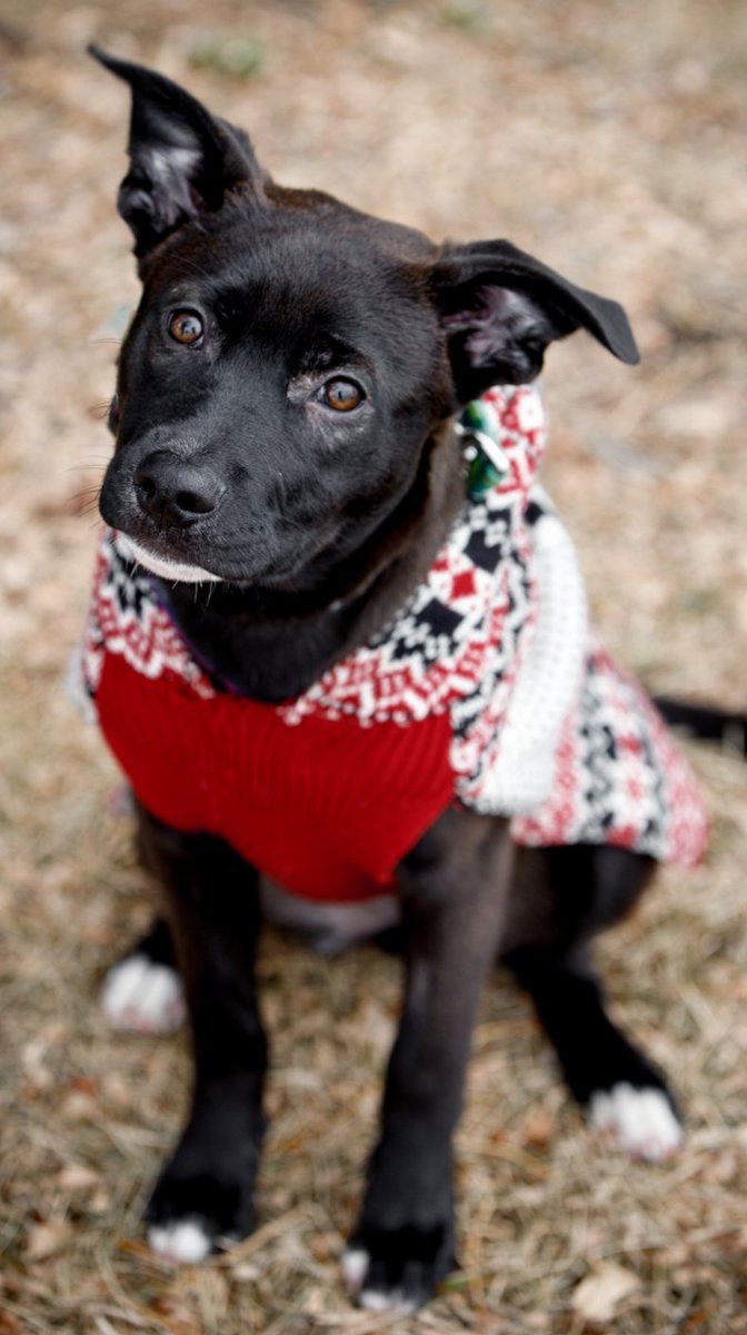 Find YEG tweet media