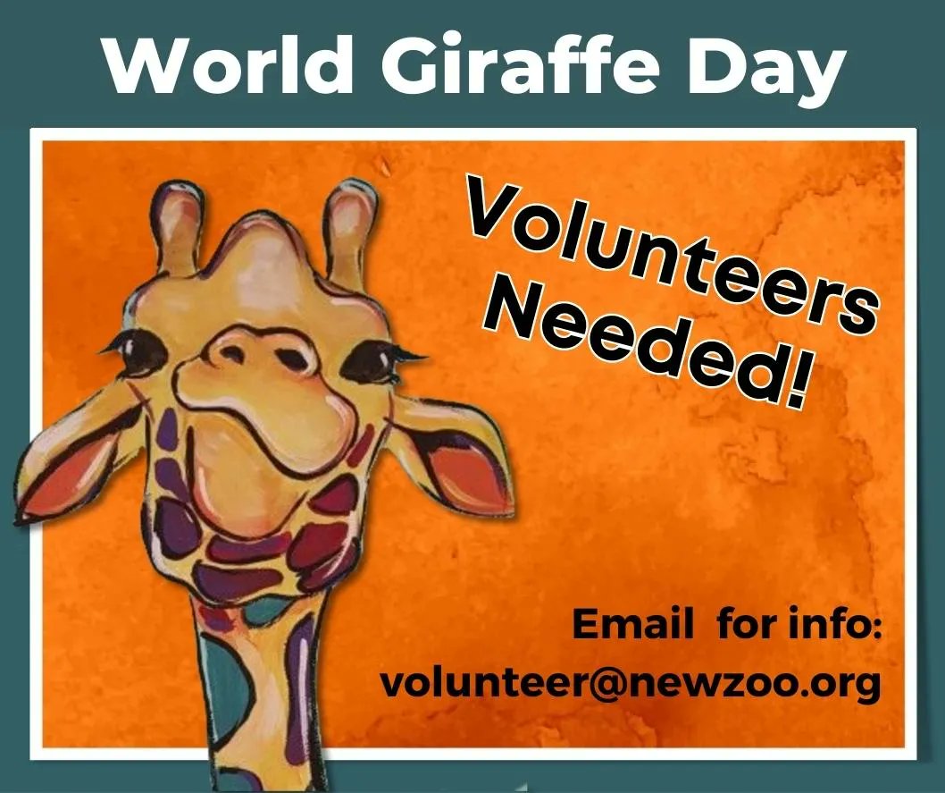 NEWZOOGB's tweet photo. Volunteers are needed for our upcoming World Giraffe Day event! This event supports conservation efforts of giraffes in Africa - so it's a great way to make a difference! 
Send us a DM or email volunteer@newzoo.org to learn more. https://t.co/fQ0mVK4Wv9