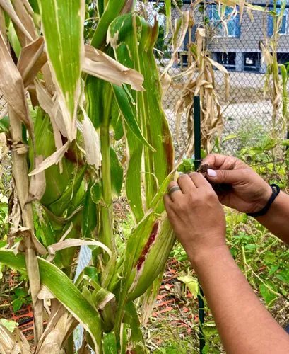 Civil Eats tweet media