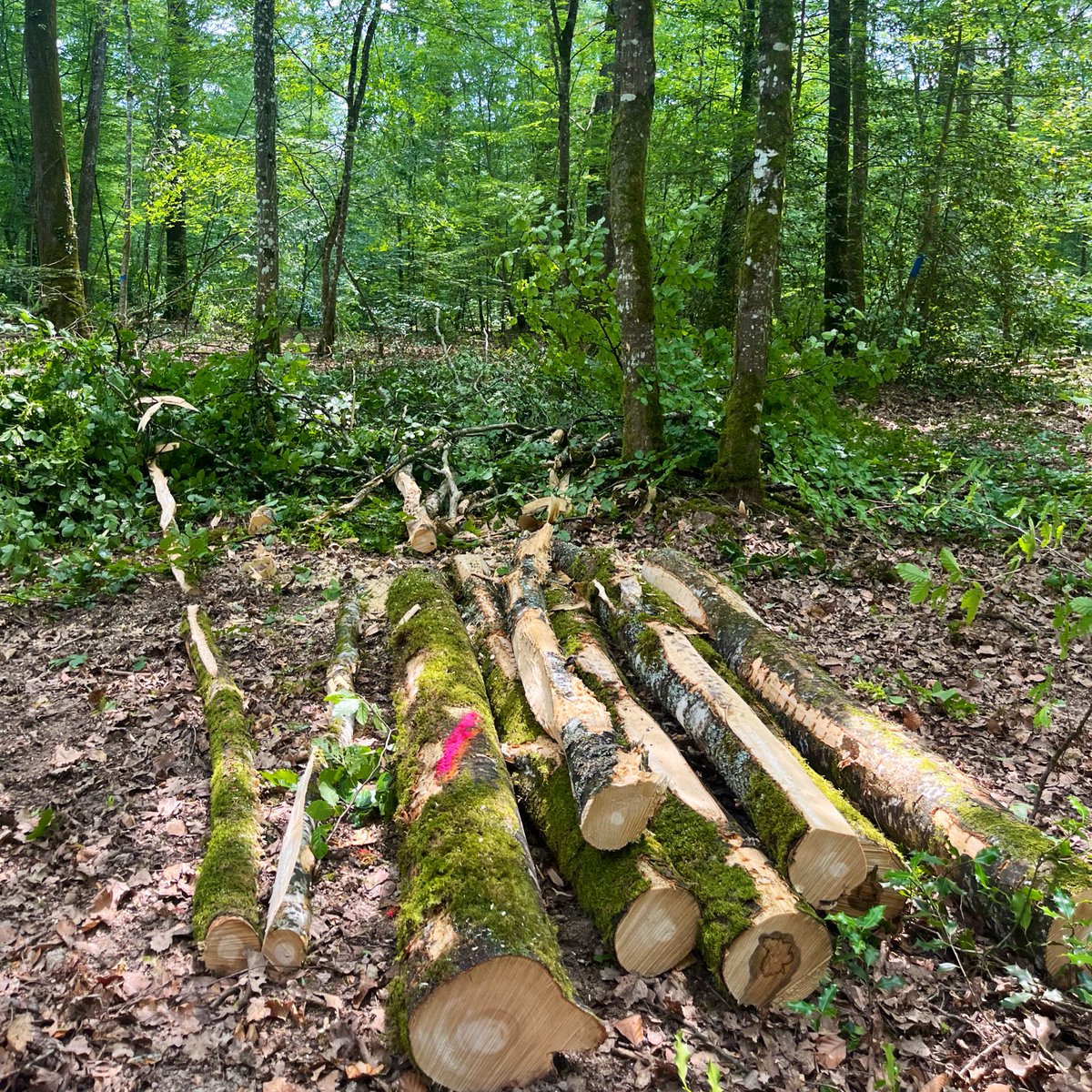 GaginPaoli's tweet photo. 🌳 Forêt communale 🌳
Journée de formation UT au lycée de Crogny pour permettre aux élus #COFOR de bien valoriser et vendre leur bois 🪵 #contractualisation
🙏 aux élus participants, @ONF_Officiel et à l’URCOFORGE pour les riches échanges et au lycée pour son accueil. https://t.co/b7OLgBqFU6