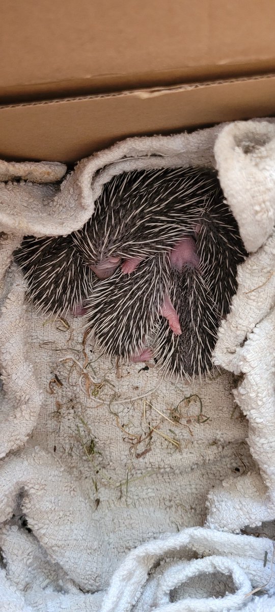 Oh gosh it's getting busy here now!
These 5 handed into my vet by builder  clearing a hedge & disturbed nest. Mum didn't come back😢 Small girl is 23g & the 4  boys are 27g to 30g.
Been without mum for a while, poor things. 
#Pricklypals