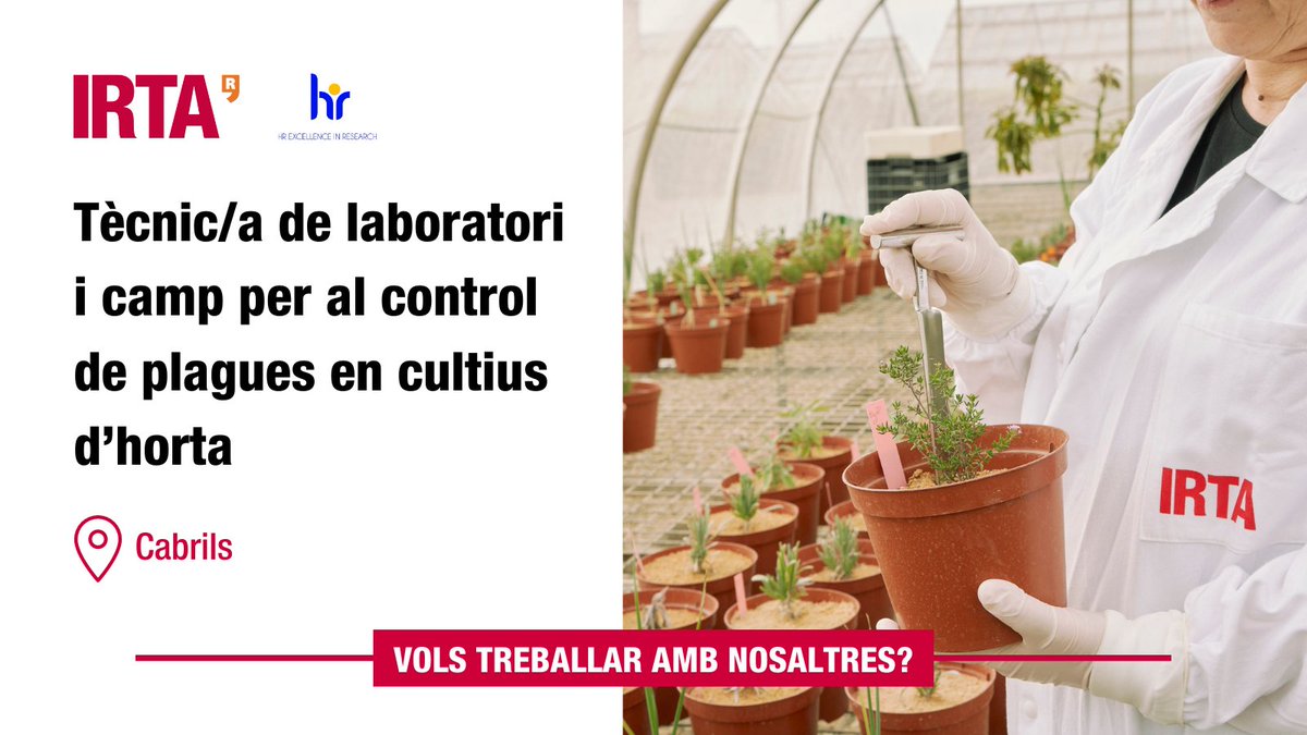irtacat's tweet image. Oferta de #feina IRTA:
Tècnic/a de laboratori i camp per al control de #plagues en cultius d’#horta

⏳ Termini d'inscripció: 19/06/2023
🗺️ Treballaràs a l'IRTA #Cabrils
☑️ borsatreball.irta.cat/enlace_oferta.…