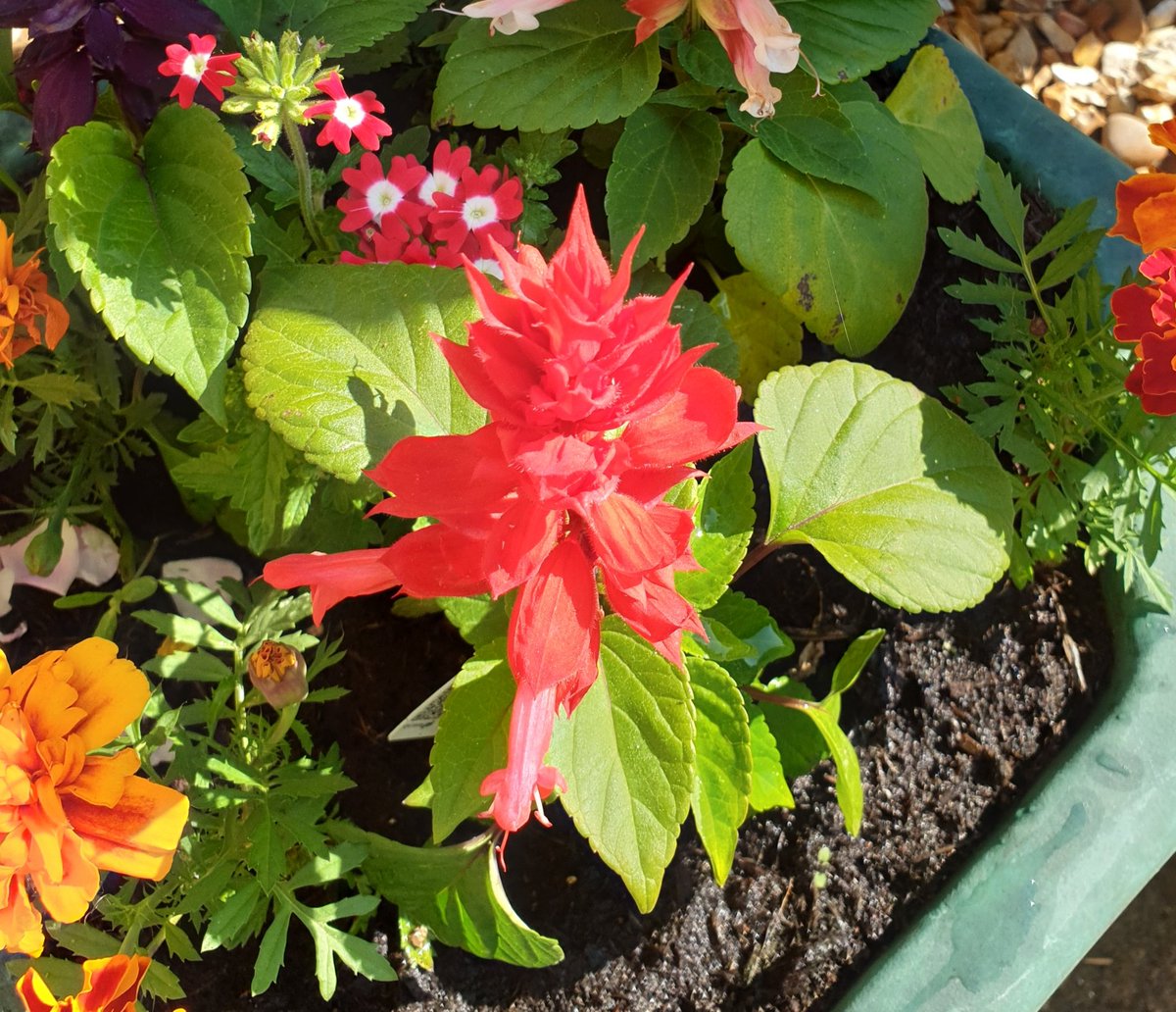 mel_rax's tweet photo. Gardening tweeps! What is this red spiky plant, please? My mum got it as it looked nice but it had no tag https://t.co/Gb5YqkSFh0