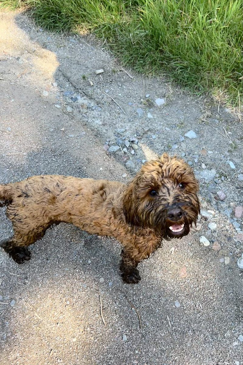 TheMontyDog1's tweet photo. #BogDog na na na na na na Bog Dog!!! #puppy 🧡🖤 https://t.co/WE18dMraW7