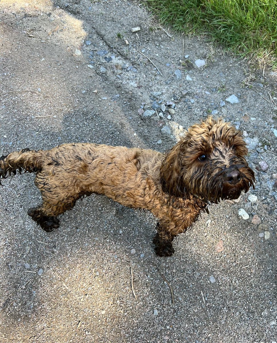 TheMontyDog1's tweet photo. #BogDog na na na na na na Bog Dog!!! #puppy 🧡🖤 https://t.co/WE18dMraW7