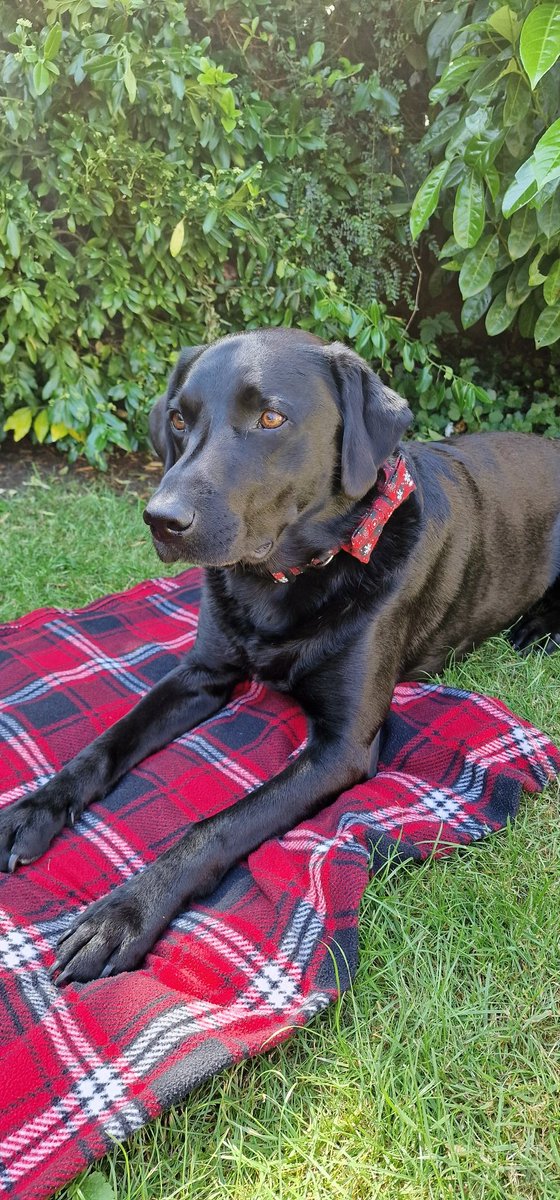 HannahAW's tweet image. Time to support research! 
#Red4Research