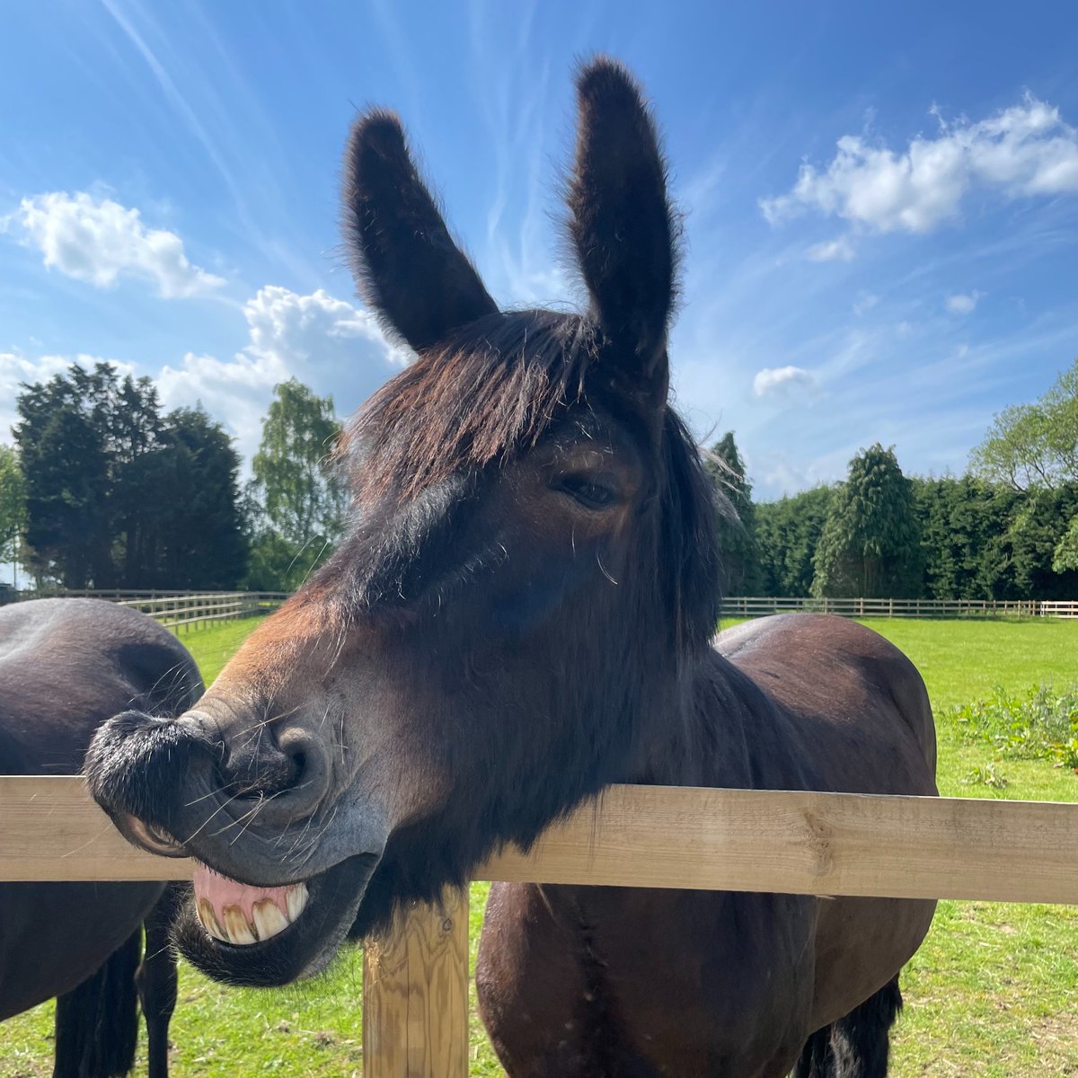 It's nearly the weekend! What are your plans? Why not come and meet our rescued horses, ponies, donkeys and mules 🐴

We have plenty to do for all ages, including our activity trail and Puddings Play Park 🤩

📍 Find us at LN1 2PH
#Lincolnshire  #ThingsToDo #FridayFeeling