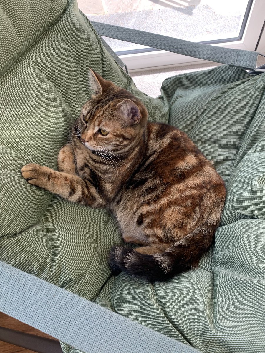 Rosie enjoying her special chair.