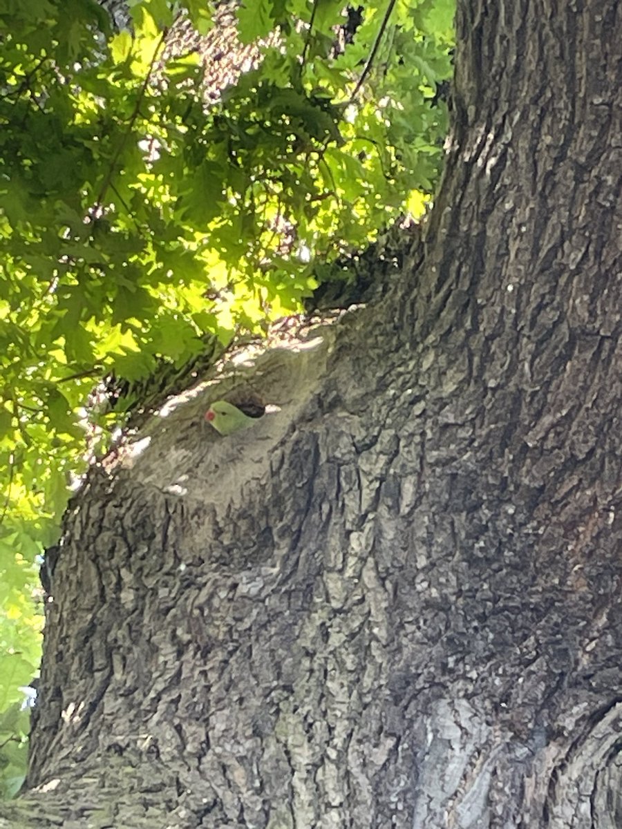 This huge old oak tree had a colony of honeybees living inside it a couple of years ago. They died out - this morning I noticed some new residents!

#hampsteadheath #desres #londonhousing #londonnature #londonparks #urbanwildlife