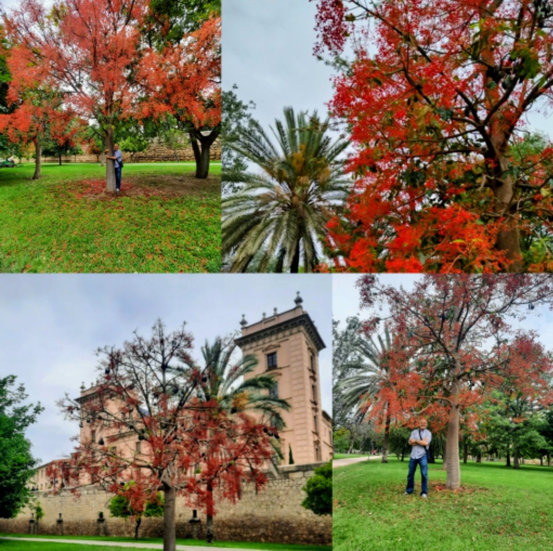(Delonix regia), es uno de los árboles más coloridos del mundo por sus flores rojas y por su follaje verde brillante, la fotografía tomada en los jardines del Turia de Valencia.