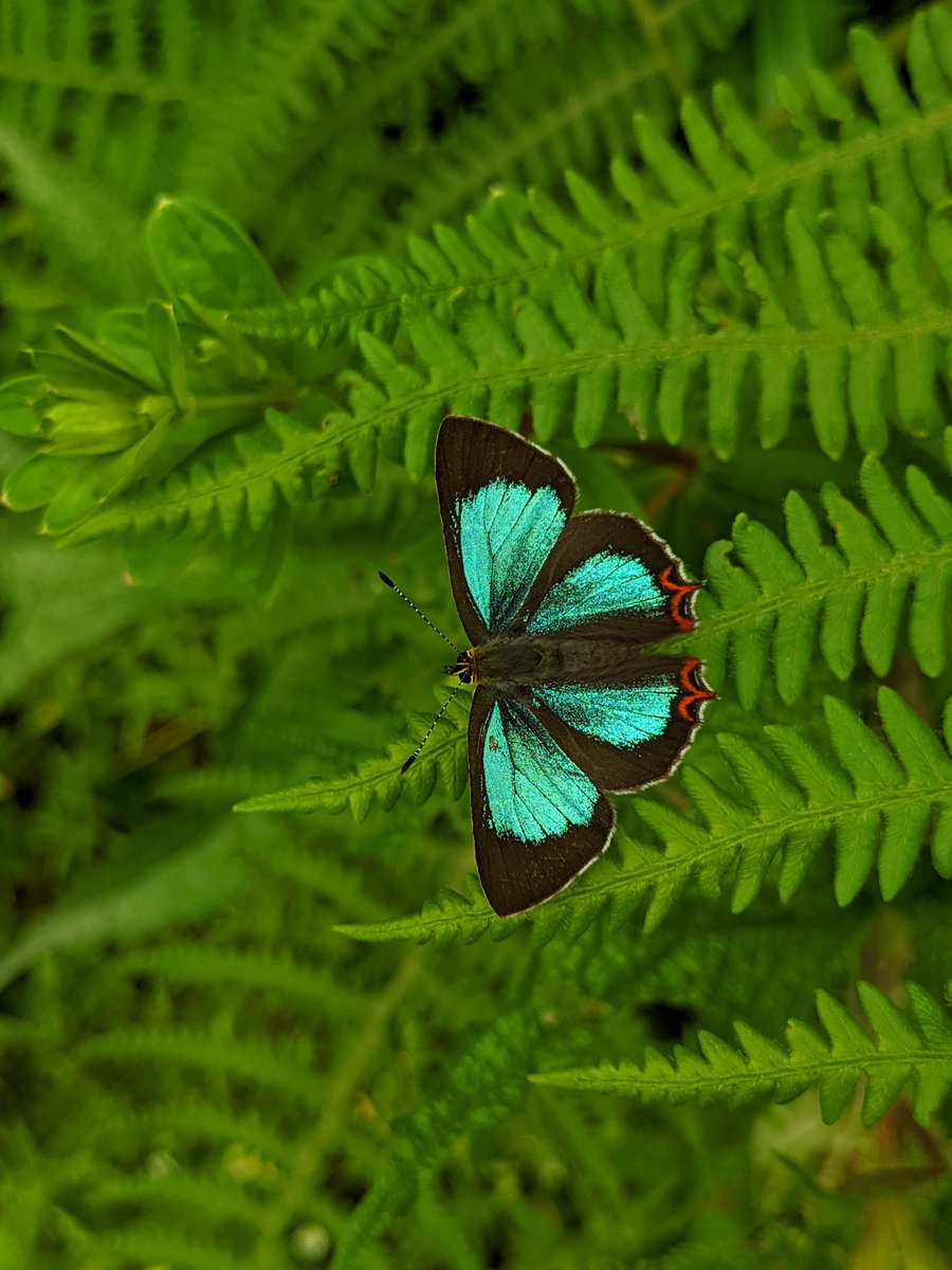 HMDdevices's tweet image. Spread your wings.​

Dreaming is believing​.

#ShotOnNokia by @hemantdhamot​

#Nokiamobile